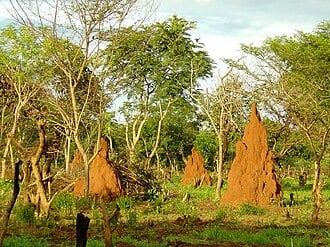 Paesaggio savana con termitai in Guinea-Bissau.JPG
